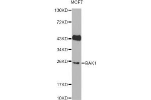 Western blot analysis of extracts of MCF7 cells, using BAK1 Antibody (ABIN6291815). (BAK1 antibody)