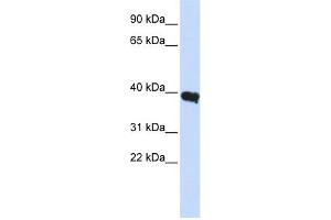 WB Suggested Anti-POU1F1 Antibody Titration:  0. (POU1F1 antibody  (Middle Region))