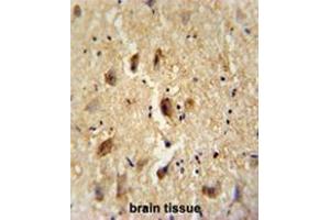 VITRN antibody (C-term) immunohistochemistry analysis in formalin fixed and paraffin embedded human brain tissue followed by peroxidase conjugation of the secondary antibody and DAB staining. (Vitrin antibody  (C-Term))