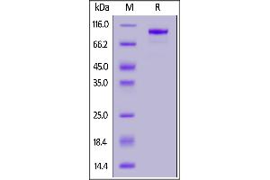 Biotinylated Cynomolgus FAP, His,Avitag on  under reducing (R) condition.