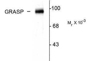 Image no. 1 for anti-GRP1 (General Receptor For phosphoinositides 1)-Associated Scaffold Protein (GRASP) (C-Term) antibody (ABIN303956) (Tamalin/GRASP antibody  (C-Term))