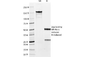 SDS-PAGE Analysis Purified TTF-1 Mouse Monoclonal Antibody (8G7G3/1). (NKX2-1 antibody)