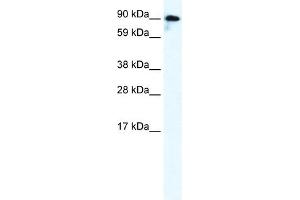 WB Suggested Anti-GRIK2 Antibody Titration:  0. (GRIK2 antibody  (C-Term))