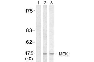 Western blot analysis of extract from 293 cells, using MEK1 (Ab-217) antibody (E021203, Lane 1, 2 and 3). (MEK1 antibody)