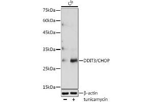 Western blot analysis of extracts of C6 cells, using DDIT3/CHOP antibody (ABIN6131562, ABIN6139460, ABIN6139463 and ABIN6215170) at 1:1000 dilution. (DDIT3 antibody  (AA 1-169))