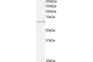ABIN2561206 staining (0. (ARIH1 antibody  (C-Term))
