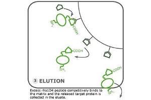 Image no. 4 for Rho1D4 Agarose (ABIN3199243)