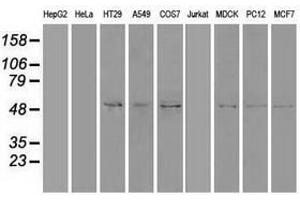 Image no. 2 for anti-Sonic Hedgehog (SHH) (AA 24-197) antibody (ABIN1491248)