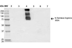 Western Blot analysis of N-terminal Arginine-BSA showing detection of 67 kDa N-terminal Arginylation protein using Mouse Anti-N-terminal Arginylation Monoclonal Antibody, Clone 4A9 . (Arginylation (N-Term) antibody (Atto 594))