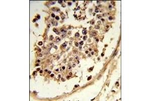 Formalin-fixed and paraffin-embedded human testis tissue reacted with CXCR7 Antibody (C-term), which was peroxidase-conjugated to the secondary antibody, followed by DAB staining. (CXCR7 antibody  (C-Term))