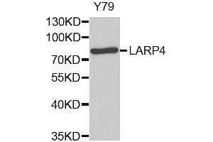 Western Blotting (WB) image for anti-La Ribonucleoprotein Domain Family, Member 4 (LARP4) antibody (ABIN1876329)