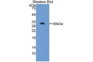 Western blot analysis of the recombinant protein. (Regucalcin antibody  (AA 65-299))