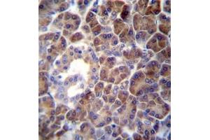 Formalin fixed and paraffin embedded human pancreas tissue reacted with PTDSS2 Antibody (N-term) followed by peroxidase conjugation of the secondary antibody and DAB staining. (PTDSS2 antibody  (N-Term))