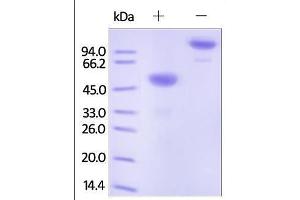 Human Ephrin-A1, Fc Tag on SDS-PAGE under reducing (R) and no-reducing (NR) conditions.