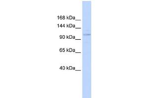 WB Suggested Anti-ST18 Antibody Titration:  0. (ST18 antibody  (Middle Region))