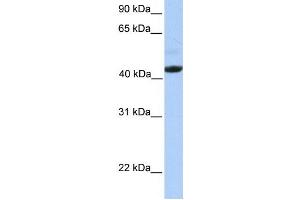 Western Blotting (WB) image for anti-Ectodysplasin A Receptor (EDAR) antibody (ABIN2459324)