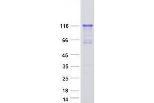 MRVI1 Protein (Transcript Variant 1) (Myc-DYKDDDDK Tag)