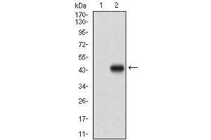 Western blot analysis using PRKAG1 mAb against HEK293 (1) and PRKAG1 (AA: 230-331)-hIgGFc transfected HEK293 (2) cell lysate.