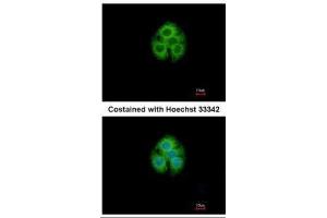ICC/IF Image Immunofluorescence analysis of methanol-fixed Hep G2, using GLYATL1, antibody at 1:500 dilution. (GLYATL1 antibody)