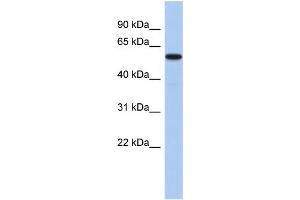WB Suggested Anti-MINA Antibody Titration: 0. (MINA antibody  (N-Term))
