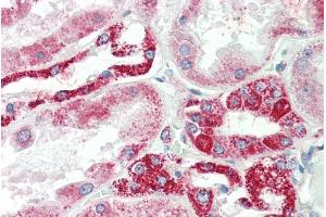 ABIN571094 (5µg/ml) staining of paraffin embedded Human Kidney. (NDUFS6 antibody  (Internal Region))