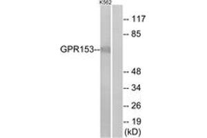 Western Blotting (WB) image for anti-G Protein-Coupled Receptor 153 (GPR153) (AA 195-244) antibody (ABIN2890794) (GPR153 antibody  (AA 195-244))