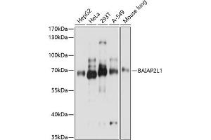 Western blot analysis of extracts of various cell lines, using BL1 antibody (ABIN7265824) at 1:3000 dilution. (BAIAP2L1 antibody  (AA 198-388))