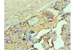 Immunohistochemical of paraffin-embedded human placenta tissue using ABIN7137917 at dilution of 1:200 (Hemoglobin antibody)