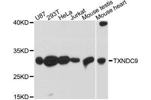 Western blot analysis of extracts of various cell lines, using TXNDC9 antibody. (TXNDC9 antibody  (AA 1-110))