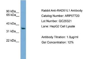 WB Suggested Anti-RAD51L1  Antibody Titration: 0. (RAD51 Homolog B antibody  (Middle Region))