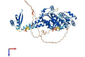 PARN Protein (AA 1-624) (His tag)