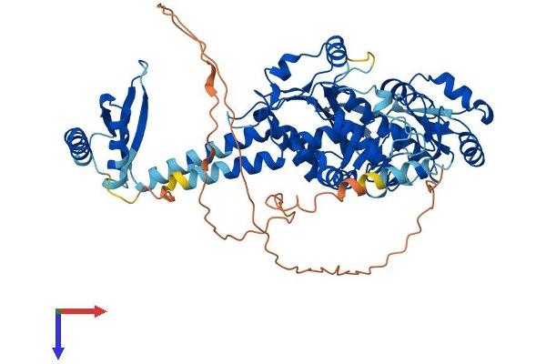 PARN Protein (AA 1-624) (His tag)