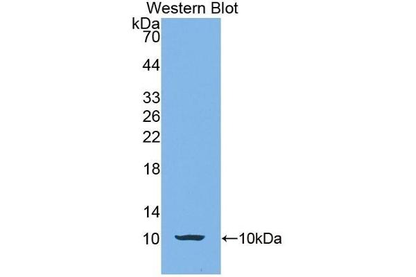 CALY antibody  (AA 1-63)