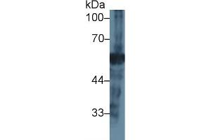 NEU1 抗体  (AA 47-415)