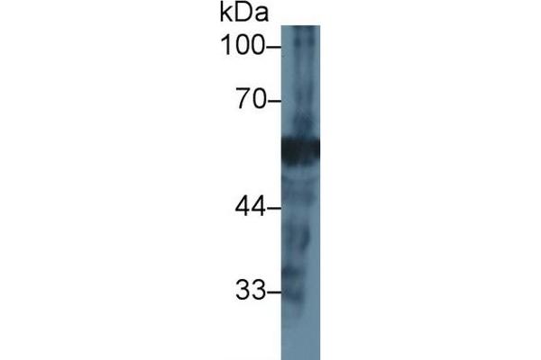 NEU1 anticorps  (AA 47-415)