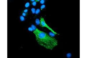 Anti-BEST3 mouse monoclonal antibody (ABIN2453885) immunofluorescent staining of COS7 cells transiently transfected by pCMV6-ENTRY BEST3 (RC218436). (Bestrophin 3 antibody)