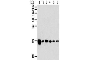 Western Blotting (WB) image for anti-Ribosomal Protein, Large, P2 (RPLP2) antibody (ABIN2424110) (RPLP2 antibody)