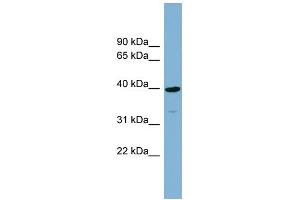 WB Suggested Anti-CRTAP Antibody Titration:  0. (CRTAP antibody  (N-Term))