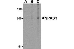 Western Blotting (WB) image for anti-Neuronal PAS Domain Protein 3 (NPAS3) (Middle Region) antibody (ABIN1031026) (NPAS3 antibody  (Middle Region))