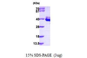 SDS-PAGE (SDS) image for Annexin A8 (ANXA8) (AA 1-327) protein (His tag) (ABIN667190)