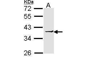 WB Image Sample (30 ug of whole cell lysate) A: H1299 12% SDS PAGE antibody diluted at 1:1000 (EEF1D antibody)