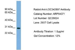 WB Suggested Anti-NCCRP1  Antibody Titration: 0. (NCCRP1 antibody  (N-Term))