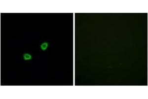 Immunofluorescence (IF) image for anti-Olfactory Receptor, Family 1, Subfamily L, Member 6 (OR1L6) (AA 111-160) antibody (ABIN2890972) (OR1L6 antibody  (AA 111-160))