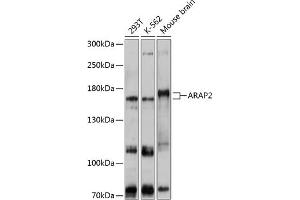 Western blot analysis of extracts of various cell lines, using  antibody (ABIN6129192, ABIN6137061, ABIN6137062 and ABIN6215863) at 1:1000 dilution. (ARAP2 antibody  (AA 1405-1704))