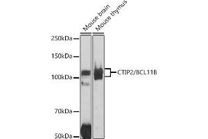 Western blot analysis of extracts of various cell lines, using CTIP2/BCL11B antibody (ABIN7265808) at 1:1000 dilution. (BCL11B antibody)