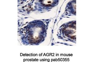 Image no. 1 for anti-Anterior Gradient Homolog 2 (Xenopus Laevis) (AGR2) (AA 50-100) antibody (ABIN363664) (AGR2 antibody  (AA 50-100))