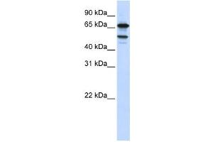 Western Blotting (WB) image for anti-Splicing Factor 4 (SF4) antibody (ABIN2458557) (Splicing Factor 4 antibody)
