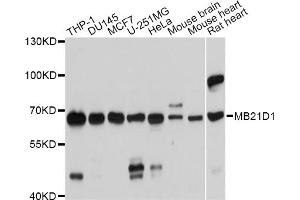 Western blot analysis of extracts of various cell lines, using MB21D1 antibody (ABIN5975830) at 1/1000 dilution. (C6orf150 antibody)
