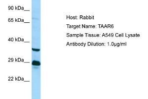 Western Blotting (WB) image for anti-Trace Amine Associated Receptor 6 (TAAR6) (C-Term) antibody (ABIN2774425)