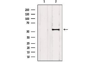 Western blot analysis of extracts from Huvec, using RCN2 Antibody. (RCN2 antibody  (C-Term))